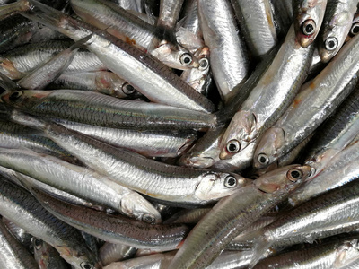 凤尾鱼鱼在市场上图片