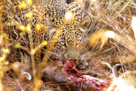 非洲豹的特写吃它的猎物