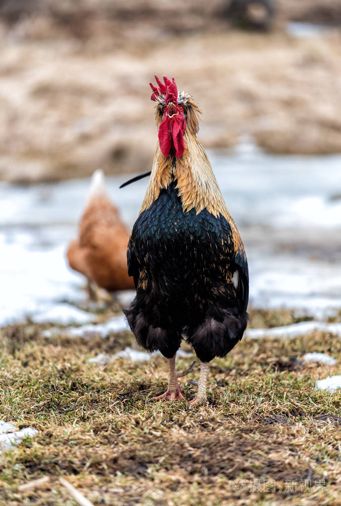 公鸡早晨在春天尖叫