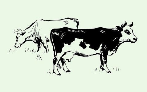 两个母牛