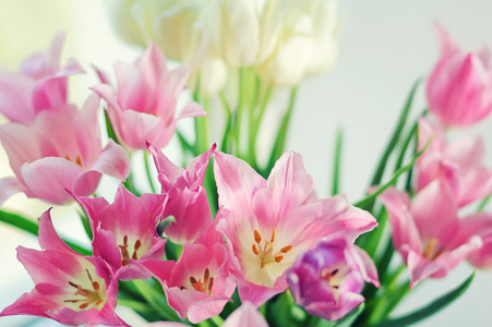 白色和粉红色 tulips8