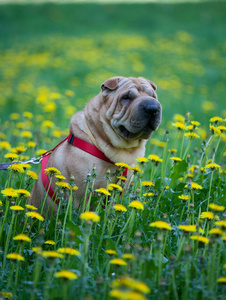 沙皮犬与黄色的花朵