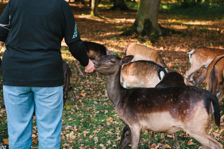 人们在森林里喂一组鹿。爱护动物