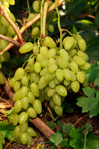 串成熟的葡萄