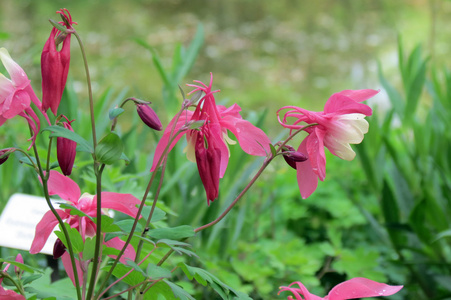 花不