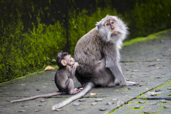 巴厘岛长尾猴猴庙