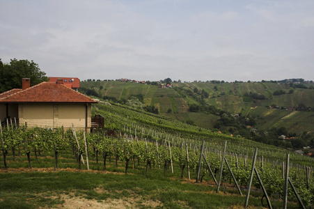 葡萄园的房子图片