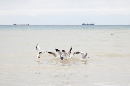 海鸥