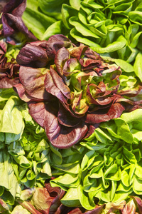 绿色和红色生菜叶子细节。健康食品。农业