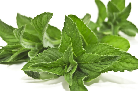 白薄荷图片