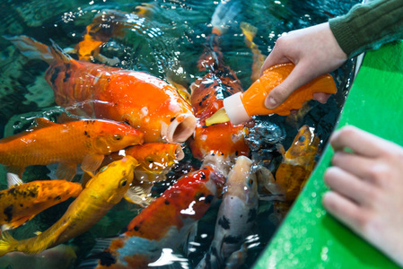 喂鱼图片