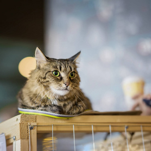 悲伤无家可归的猫独自一人受惊的样子, 躺在笼子里等待着一个家, 有人收养他, 广场