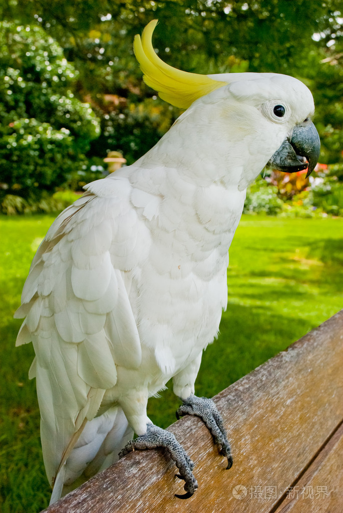 白鹦鹉站在一条长凳上