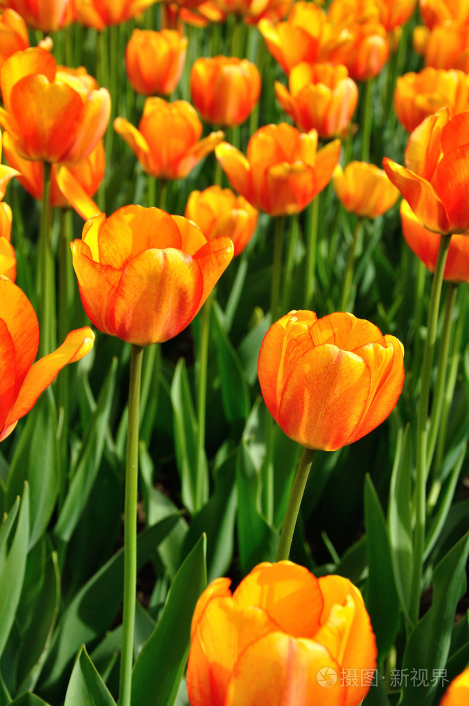 美丽的橙色郁金香花床上