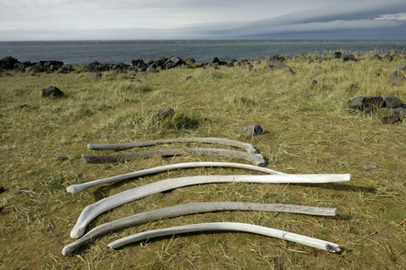 在 snaefellsnes 海岸，冰岛的鲸鱼遗骸