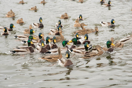 一组美丽的褐色鸭子和龙鸭在河里游泳