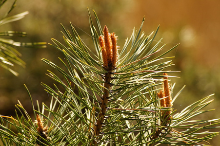 松针的分支图片-松针的分支素材-松针的分支插画-摄图新视界