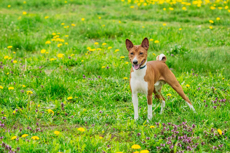 Basenji 的美丽狗在草丛中繁殖