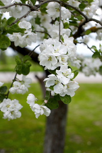 桃花苹果树