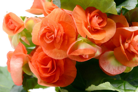百丽格橙色红海棠丽格花在白色隔离背景上照片