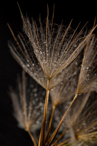 讲究 dandilion 种子