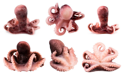 儿歌小章鱼图片