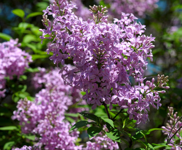 五月天中盛开的紫色丁香布什图片