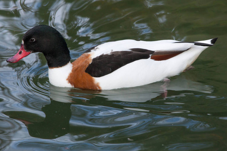 普通吃水在池塘里游泳, 在动物园里插画