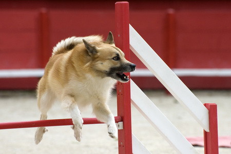 冰岛牧羊犬在敏捷性