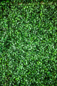 塑料叶子绿草背景的墙体纹理
