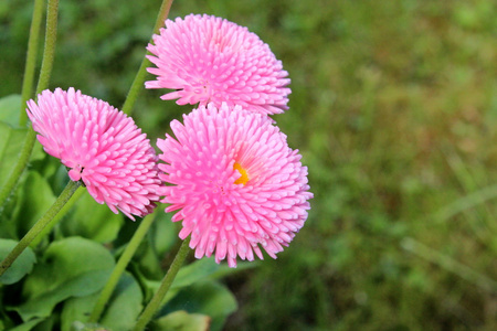 美丽的花丛