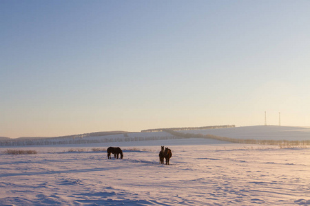 在田野里冬天在夕阳下放牧的马匹
