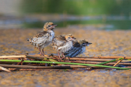 普通燕鸥Sternahirundo