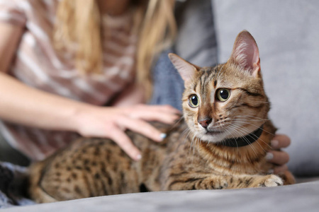 女人抚摸她可爱的猫在家里, 特写