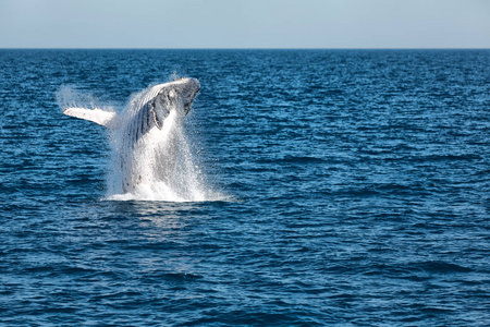 澳大利亚海洋中的自由鲸的近景图片