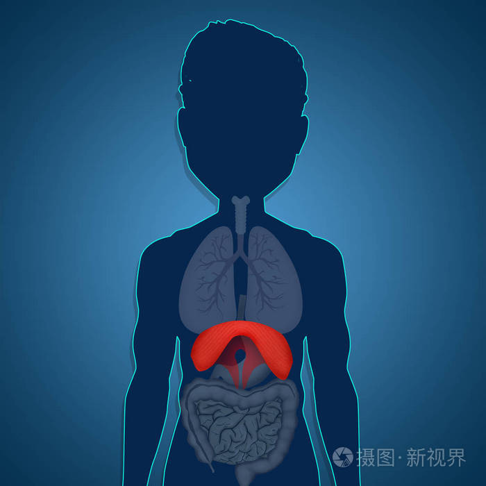 人体隔膜解剖示意图
