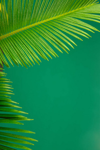 夏季绿棕榈假期背景