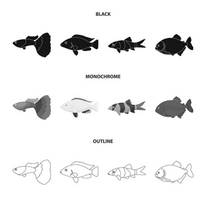 Botia, 小丑, 食人鱼, 丽, 蜂鸟, 孔雀, 鱼集合图标黑色, 单色, 轮廓样式矢量符号股票插画网站