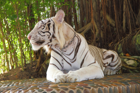 在动物园里的白老虎