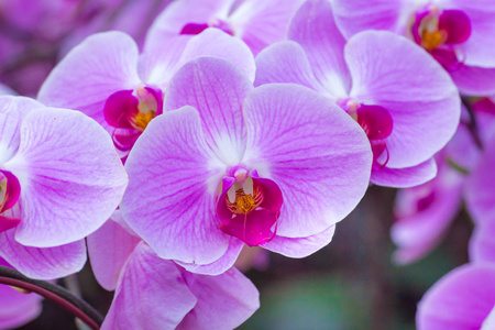园中花序上的紫兰花