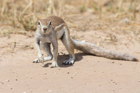干的喀拉哈里沙漠砂中寻找食物的一个地面松鼠