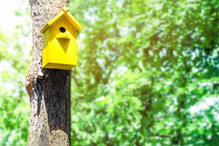 春天森林里树上的黄色鸟笼。春季夏季鸟类到达春季情绪的方法概念
