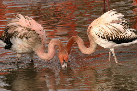 美国火烈鸟phoenicopterus 卢布