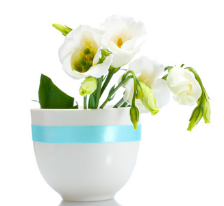孤立在白色的花瓶里的美丽春天的花朵