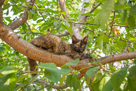 在树上的猫