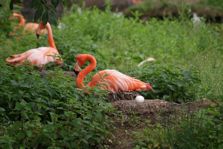 美国火烈鸟phoenicopterus 卢布