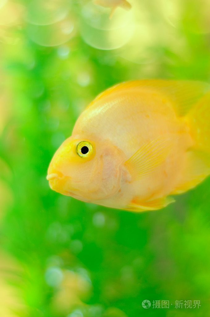 在水族馆中金鹦鹉鱼照片-正版商用图片04jvv3-摄图新视界