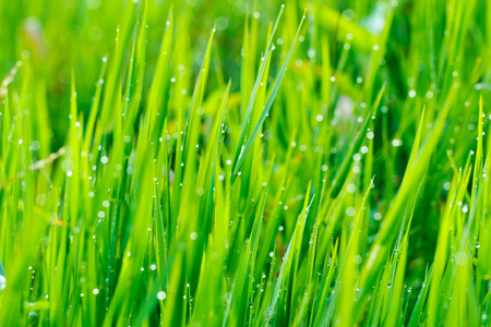 草和早上的雨滴