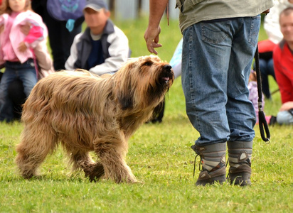 犬狗