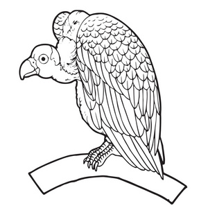 秃鹫剪贴画图片